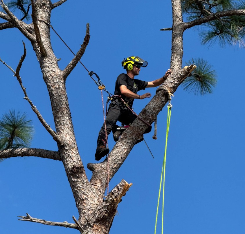 arborist trimming tree at height
