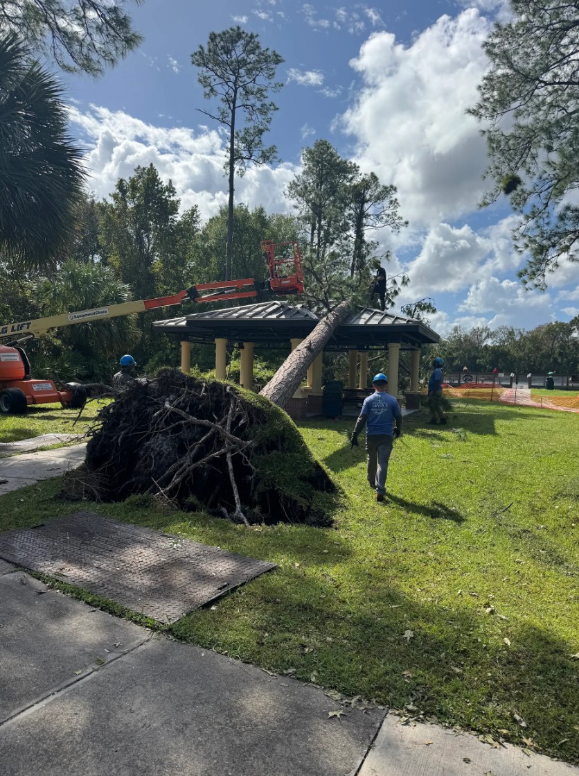 large tree removal near home