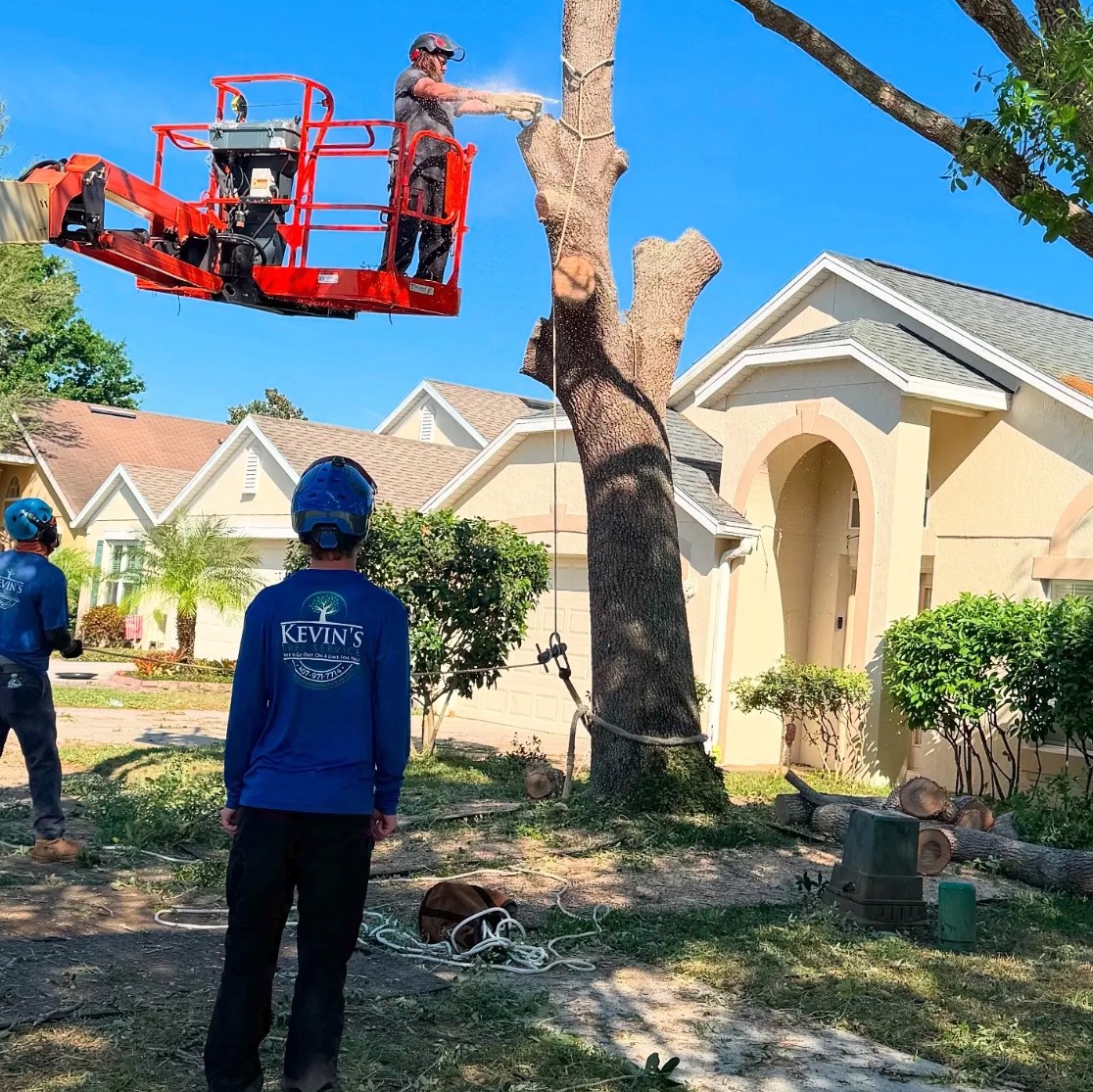 crew working on major tree removal in neighborhood